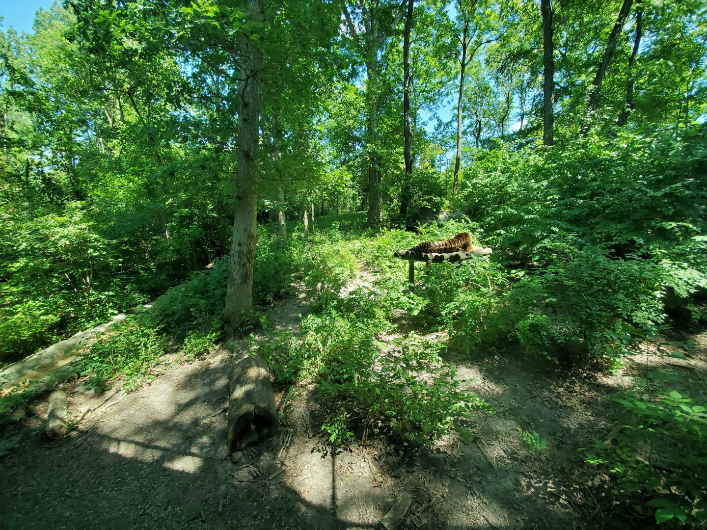 Aug. 2019 - Indonesian Rain Forest - Sumatran Tiger Exhibit