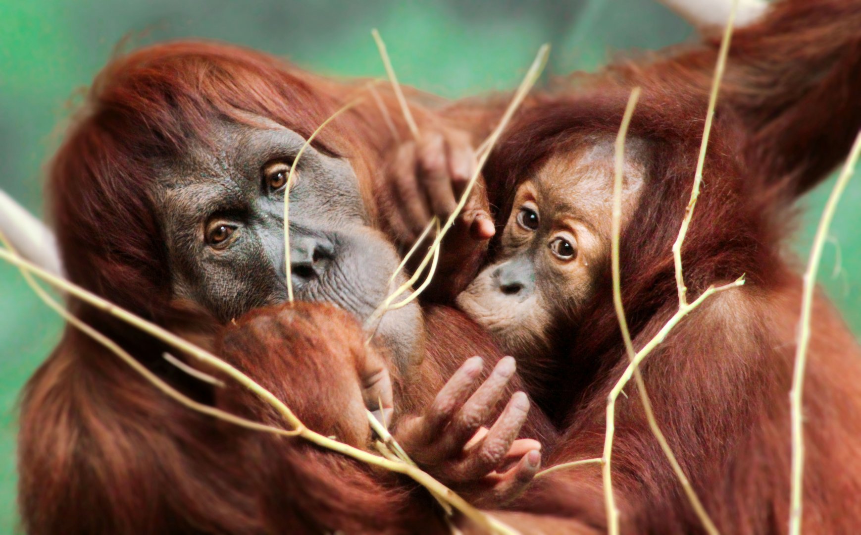 Aug. 2019 - Indonesian Rain Forest - Tara & Asmara