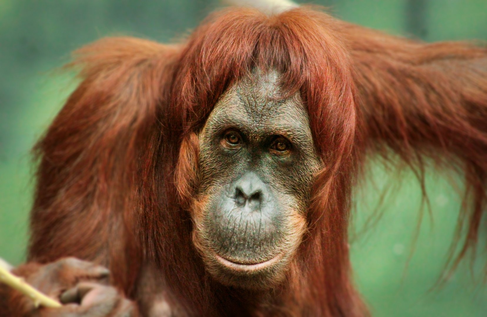 Aug. 2019 - Indonesian Rain forest - Tara