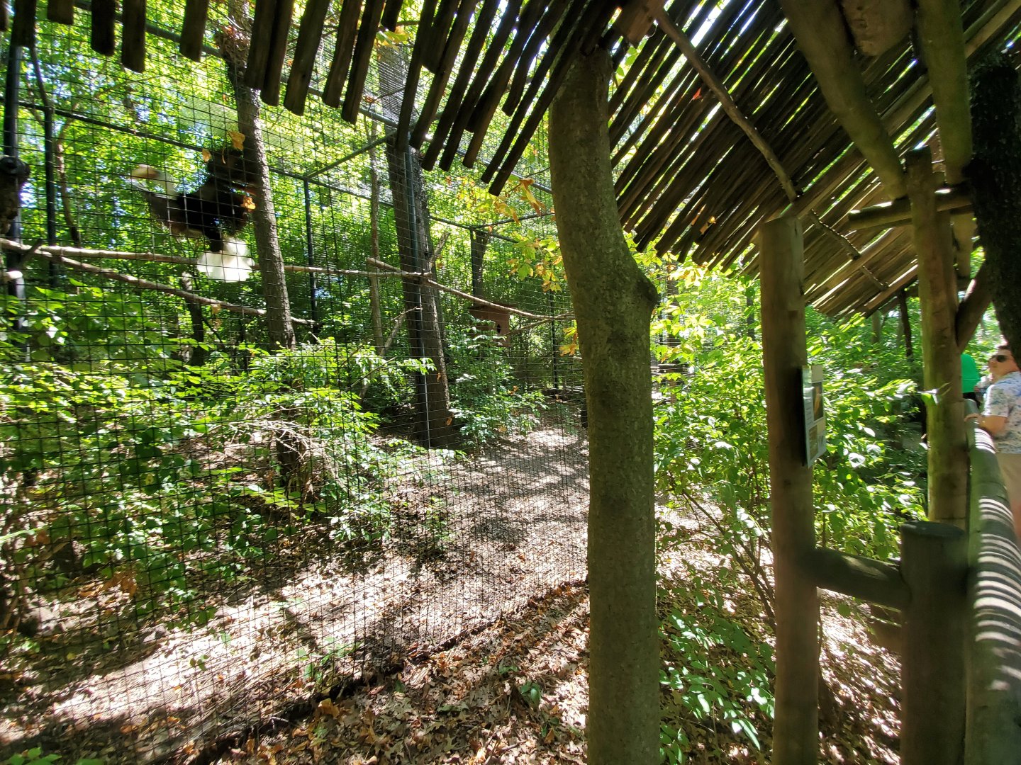 Aug. 2019 - Indonesian Rain Forest - Wrinkled Hornbill Exhibit