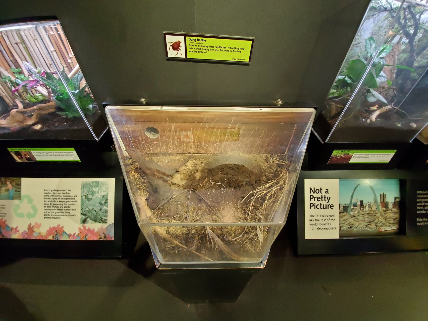 Aug. 2019 - Insectarium - Dung Beetle Exhibit