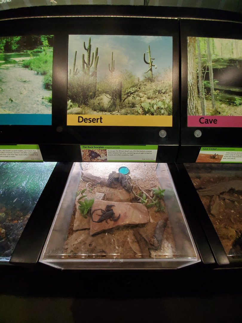 Aug. 2019 - Insectarium - Flat Rock Scorpion Exhibit