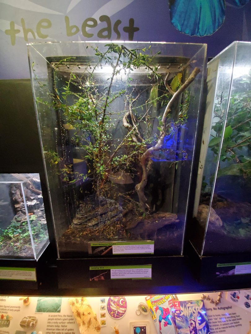 Aug. 2019 - Insectarium - Giant Katydid/Jumping Stick Exhibit