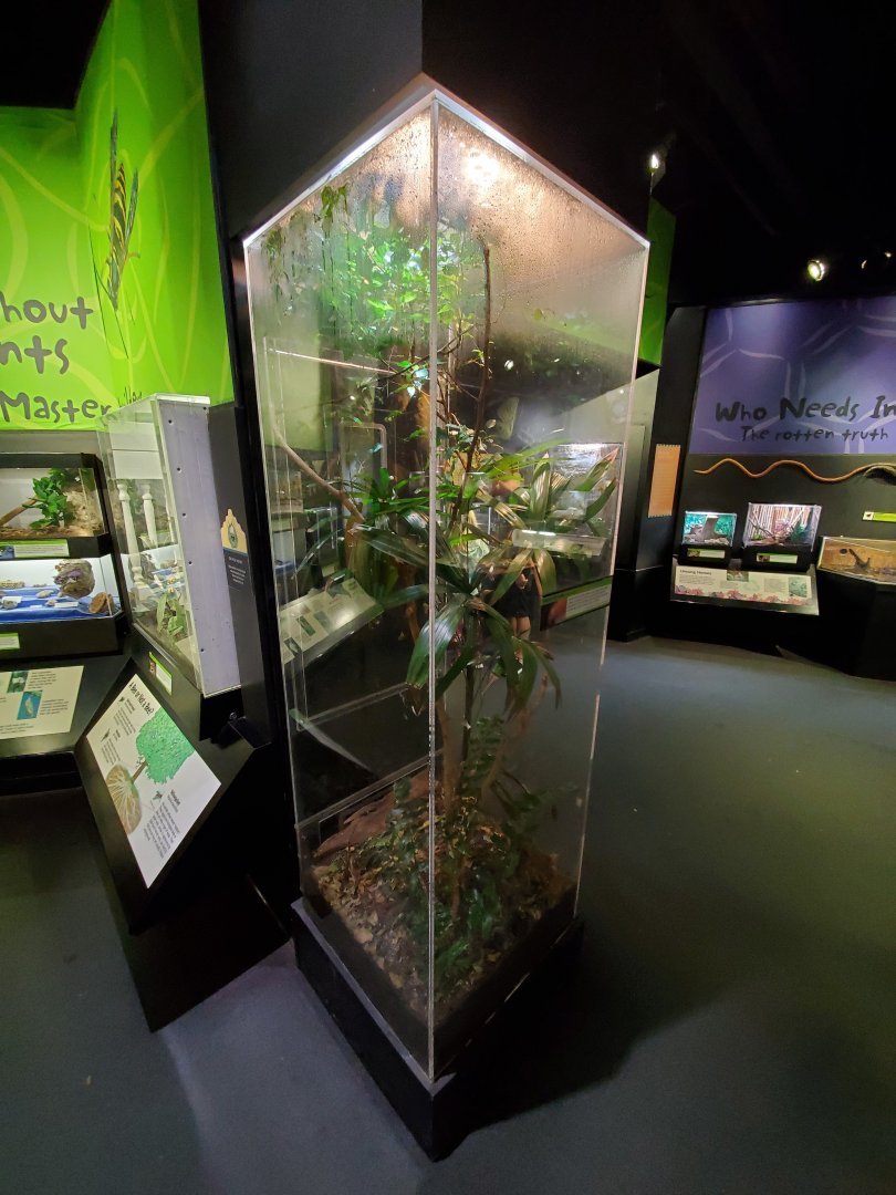 Aug. 2019 - Insectarium - Golden Silk Spider Exhibit