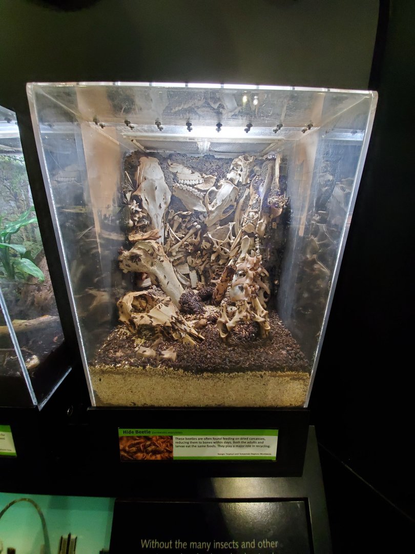 Aug. 2019 - Insectarium - Hide Beetle Exhibit
