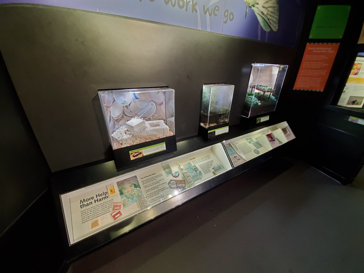 Aug. 2019 - Insectarium - Mealworm Beetle + Leech + Silkworm Exhibits