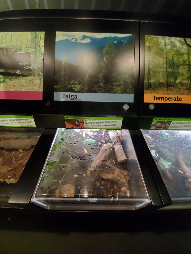 Aug. 2019 - Insectarium - Missouri Millipede Exhibit