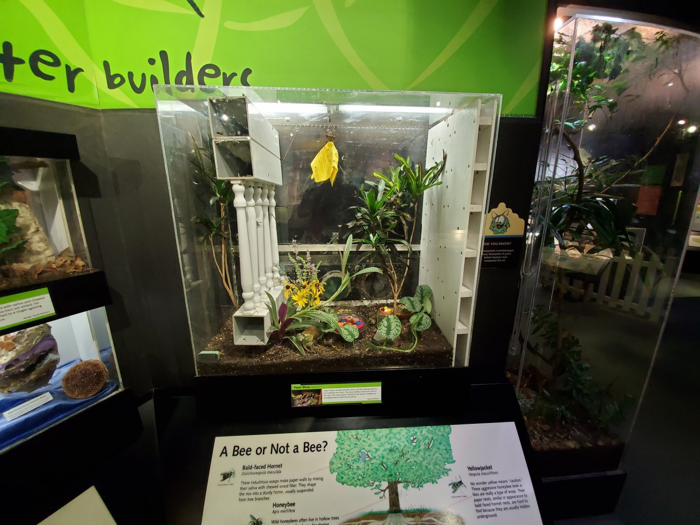 Aug. 2019 - Insectarium - Paper Wasp Exhibit