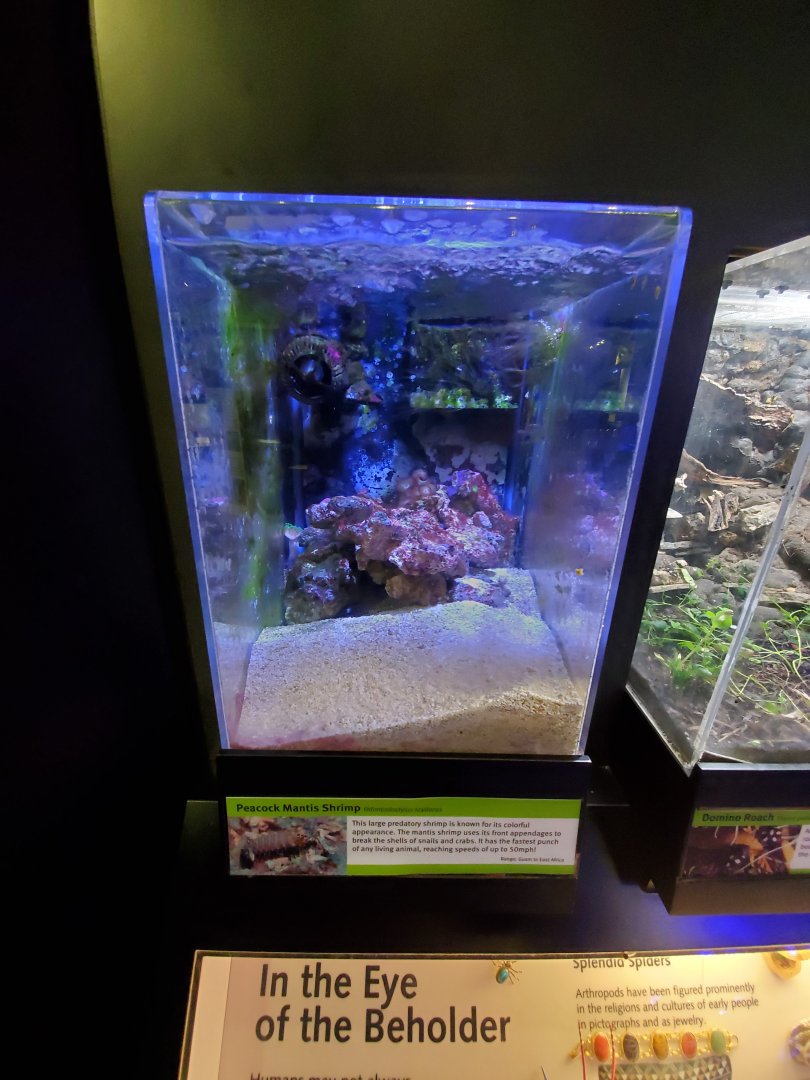 Aug. 2019 - Insectarium - Peacock Mantis Shrimp Tank