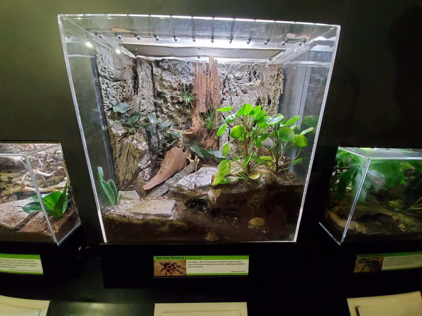 Aug. 2019 - Insectarium - Redknee Tarantula Exhibit