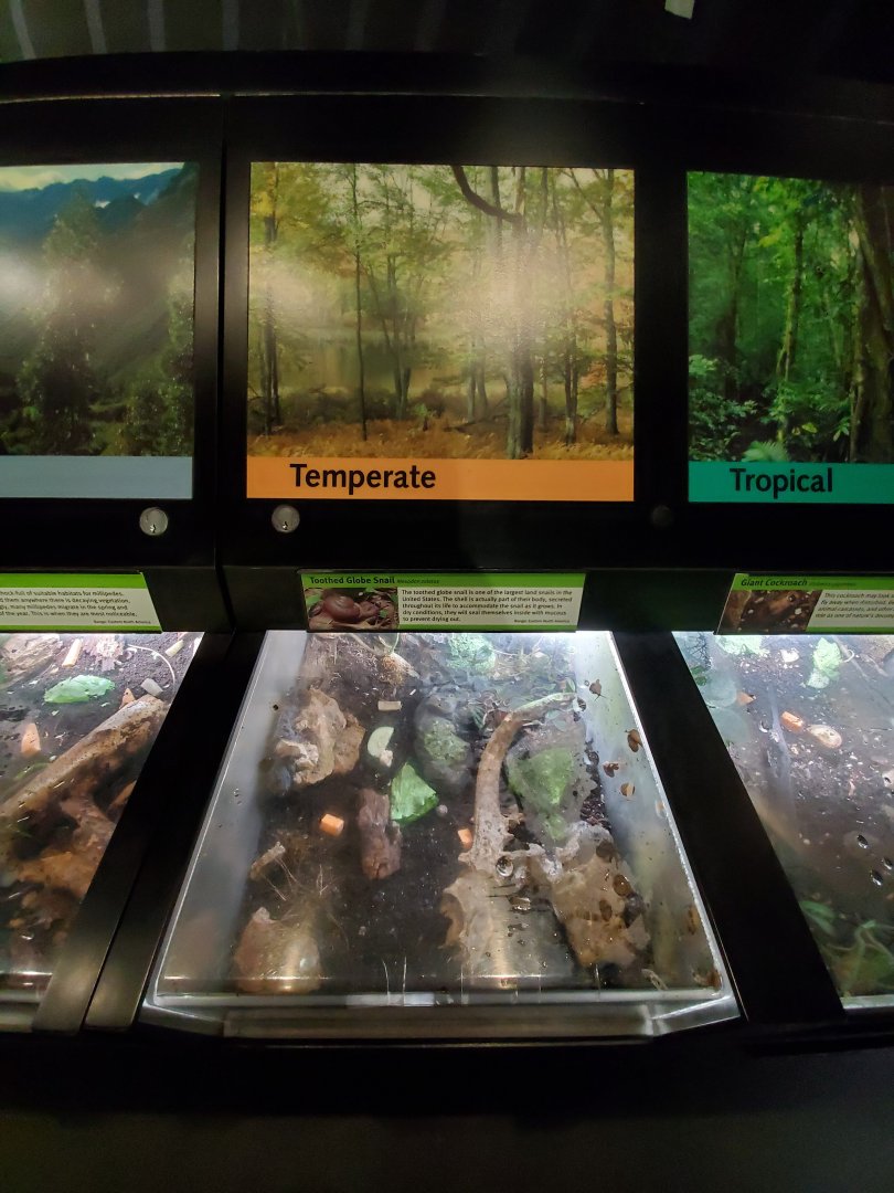Aug. 2019 - Insectarium - Toothed Globe Snail Exhibit