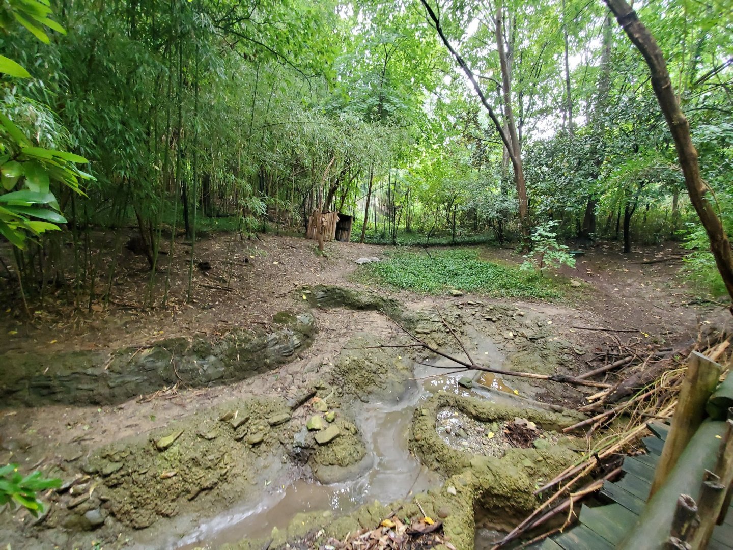 Aug. 2019 - Jungle Trails - Asian Forest Tortoise Exhibit (Former Saddle-billed Stork/Pelican)