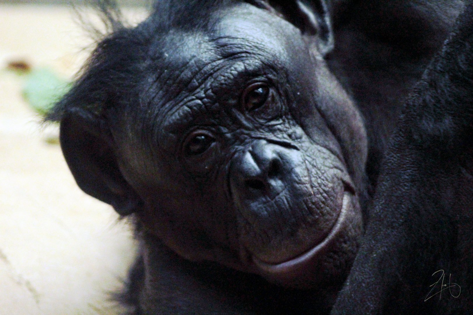 Aug. 2019 - Jungle Trails - Bonobo