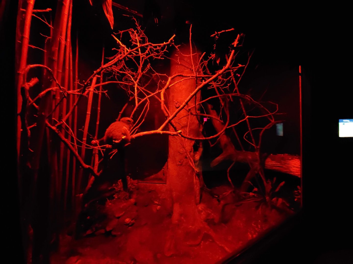 Aug. 2019 - Jungle Trails - Grey Bamboo Lemur Exhibit