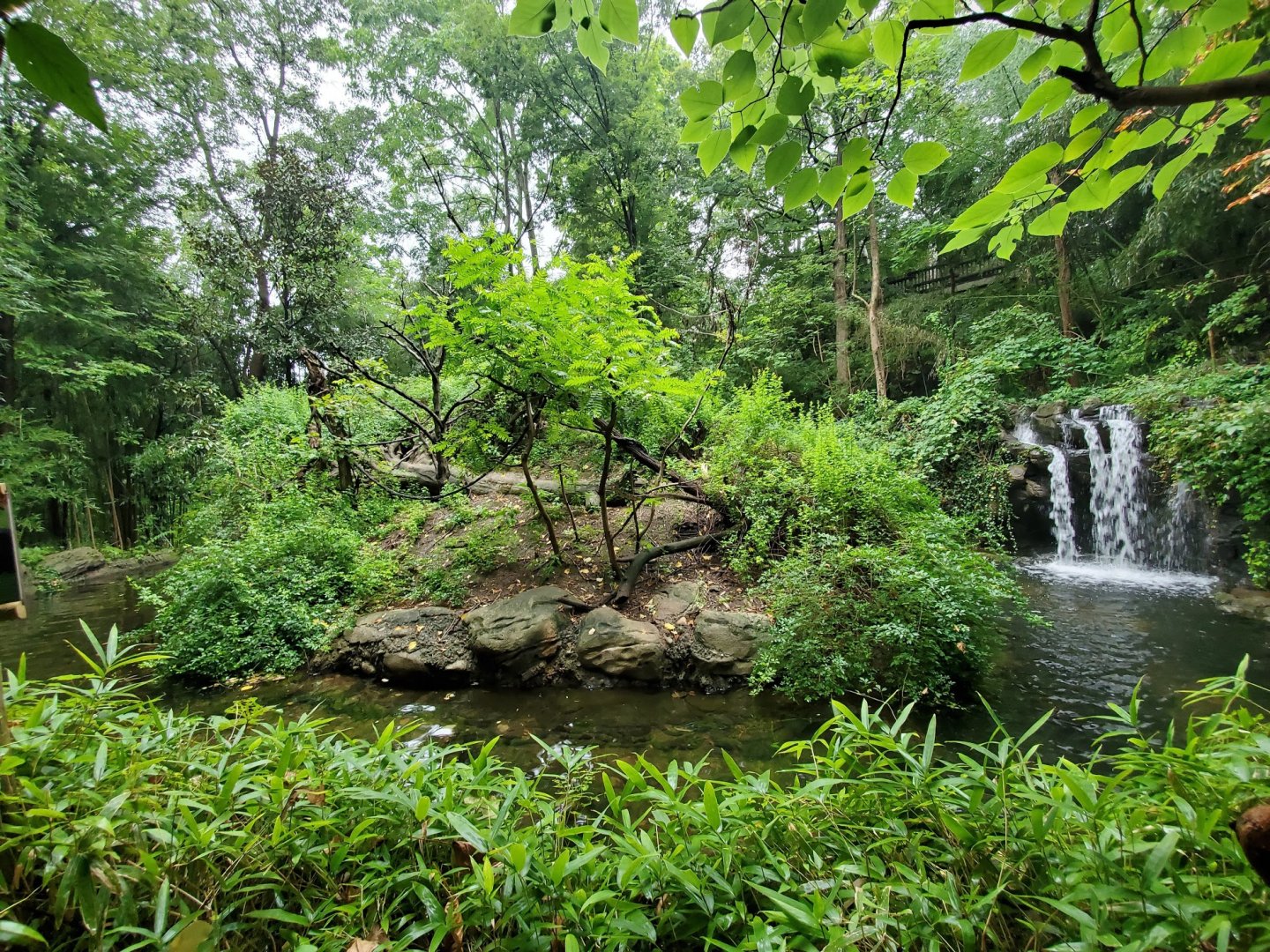 Aug. 2019 - Jungle Trails - Mueller's Gibbon Exhibit