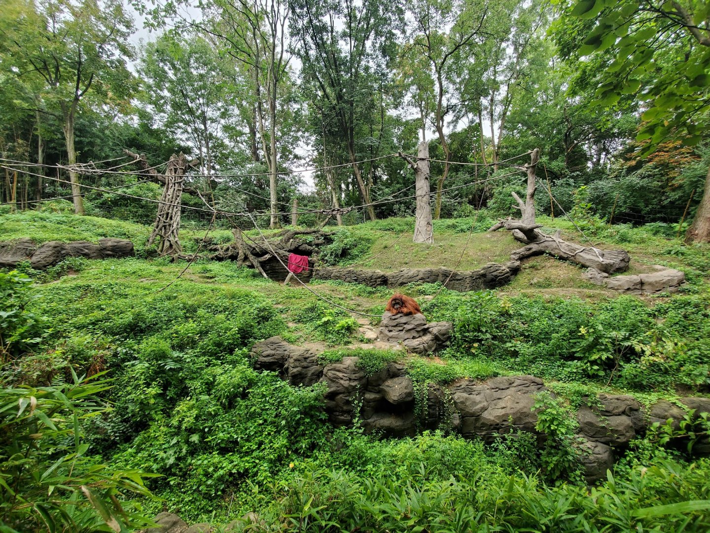 Aug. 2019 - Jungle Trails - Newly Added Trees/Vine in the Sumatran Orangutan/White-handed Gibbon Exhibit