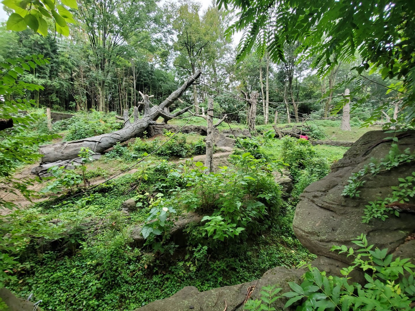 Aug. 2019 - Jungle Trails - Newly Added Trees/Vine in the Sumatran Orangutan/White-handed Gibbon Exhibit