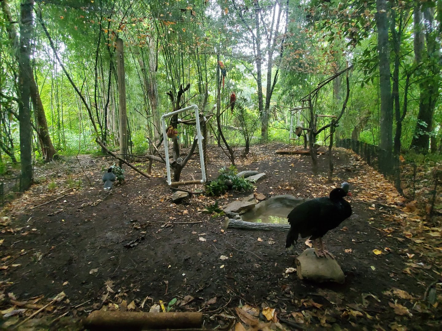 Aug. 2019 - Jungle Trails - Scarlet Macaw/Helmeted Curassow Exhibit