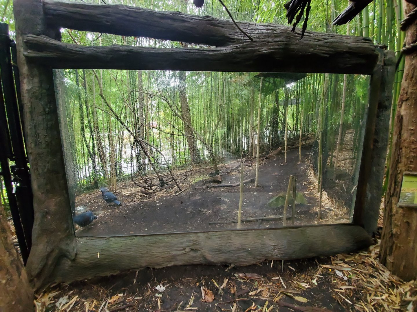 Aug. 2019 - Jungle Trails - Victoria Crowned Pigeon/Kookaburra Exhibit