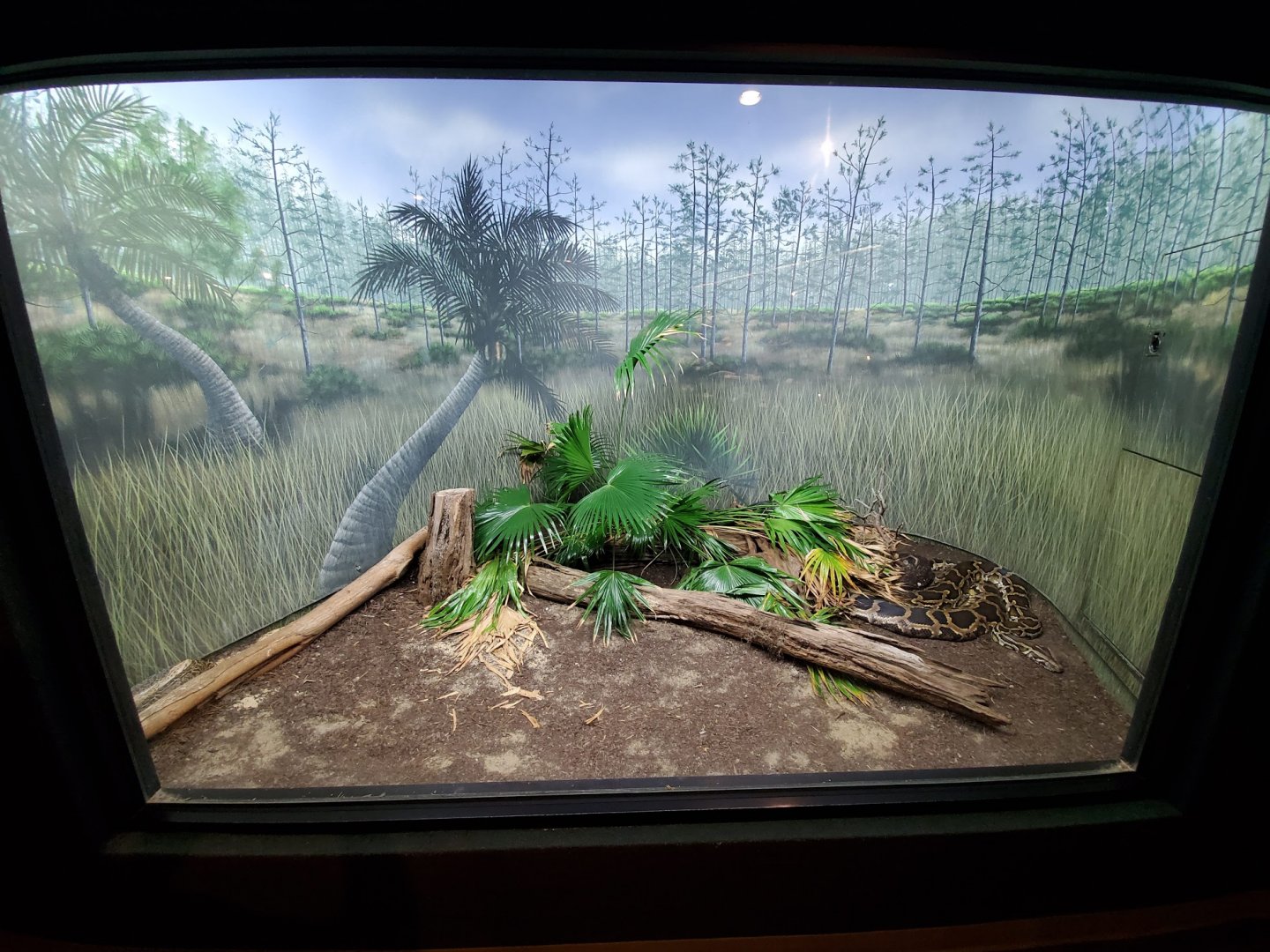 Aug. 2019 - Manatee Springs - Burmese Python Exhibit