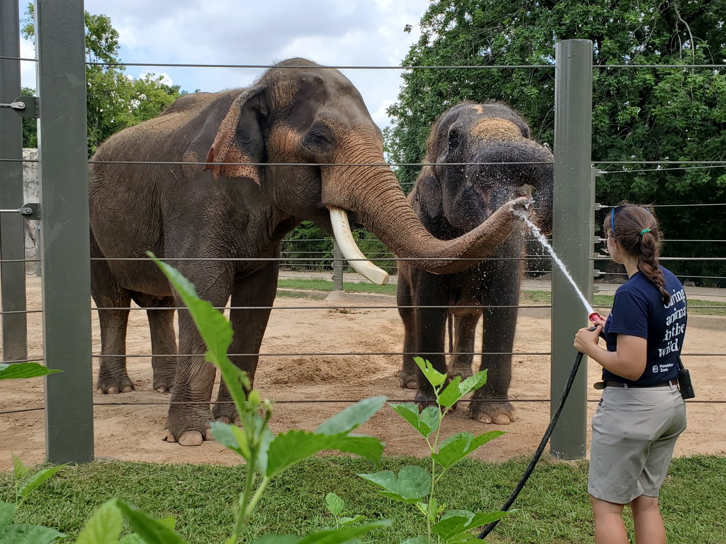 Aug. 2019 - McNair Elephant Habitat - Thai & Methai