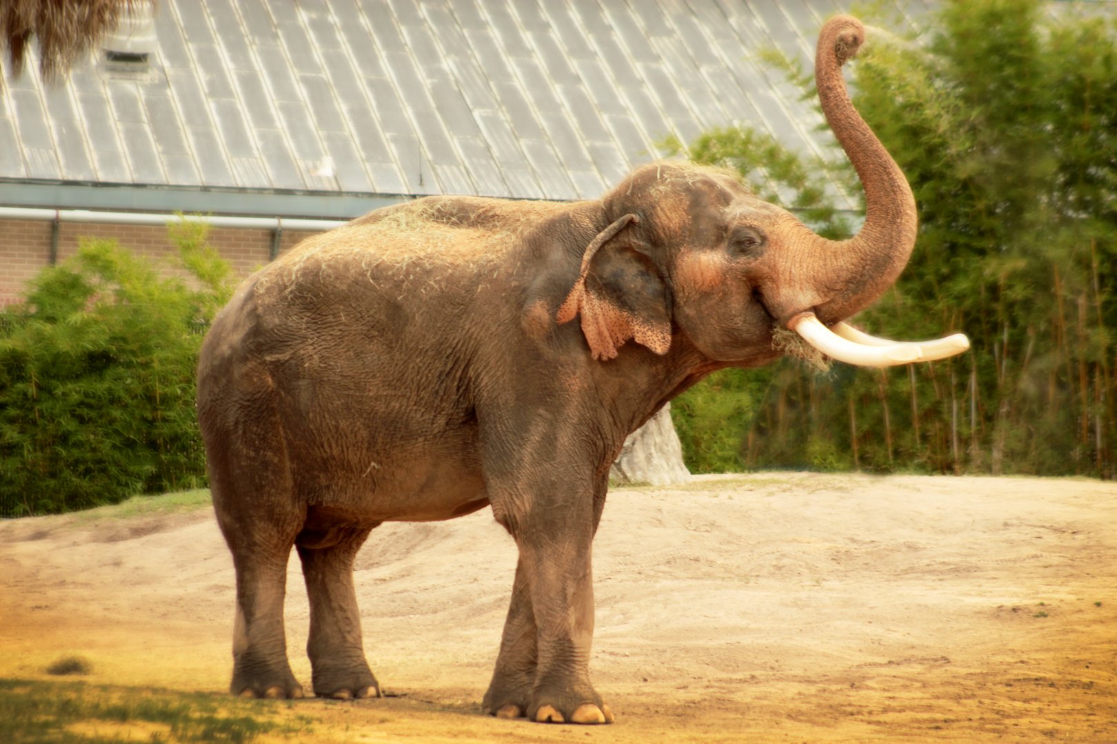 Aug. 2019 - McNair Elephant Habitat - Thai