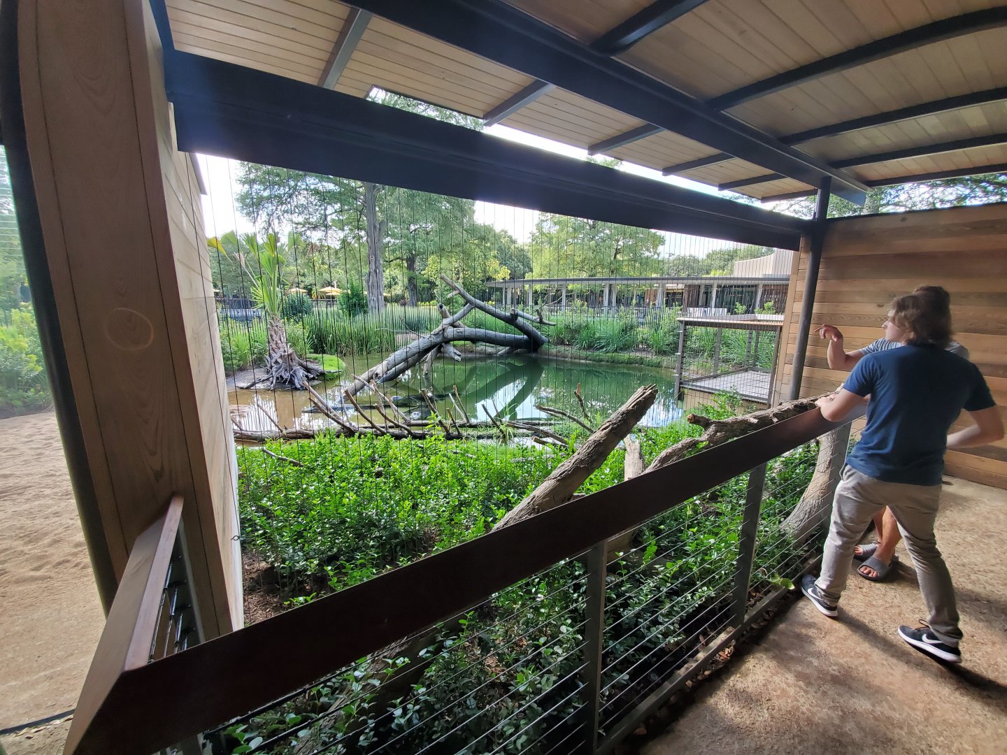 Aug. 2019 - New! Texas Wetlands - American Alligator Exhibit