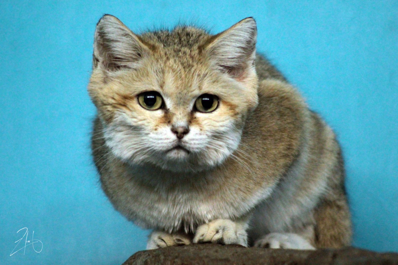 Aug. 2019 - Night Hunters - Arabian Sand Cat