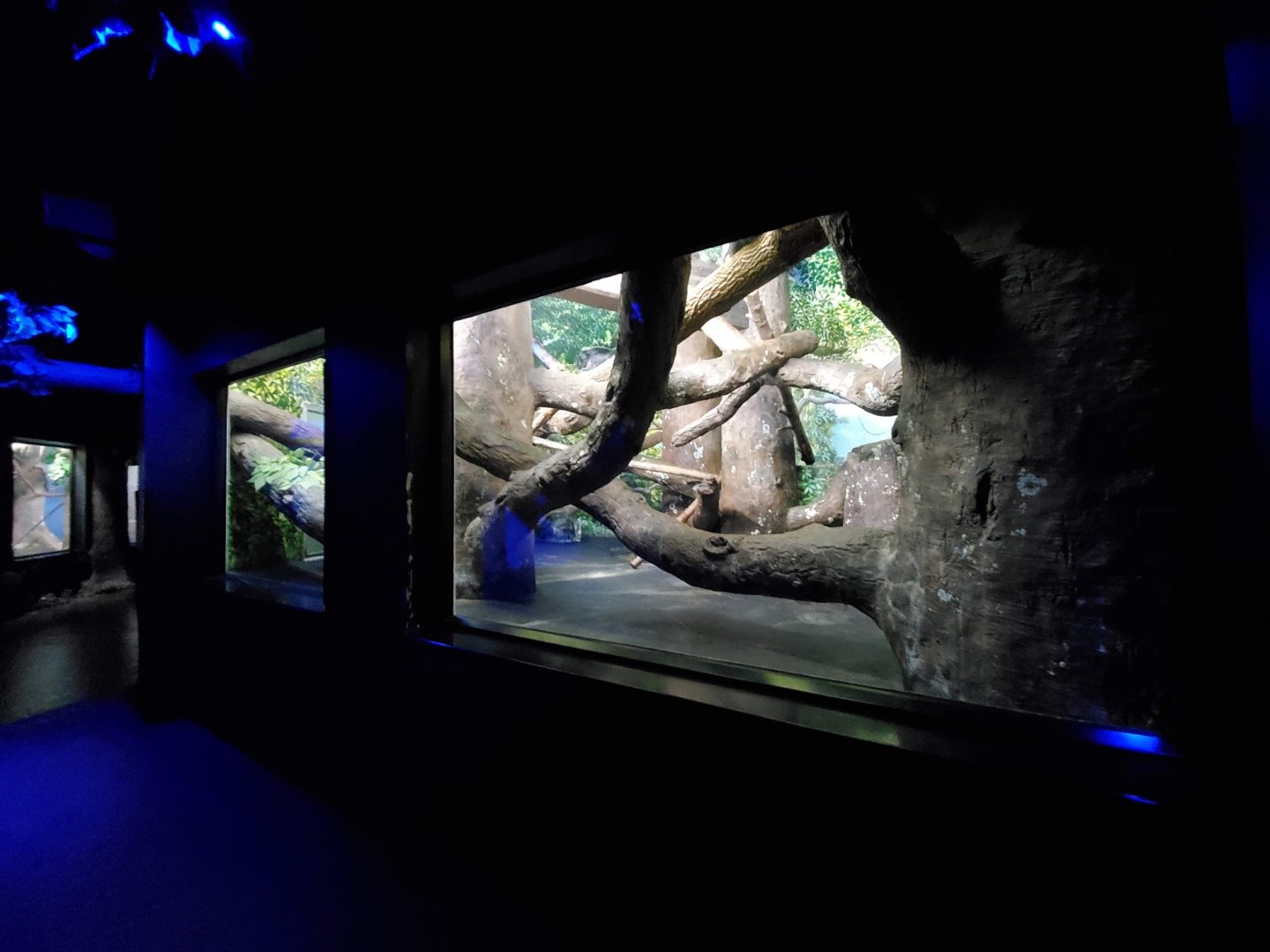 Aug. 2019 - Night Hunters - Bearcat Exhibit (Former Clouded Leopard)