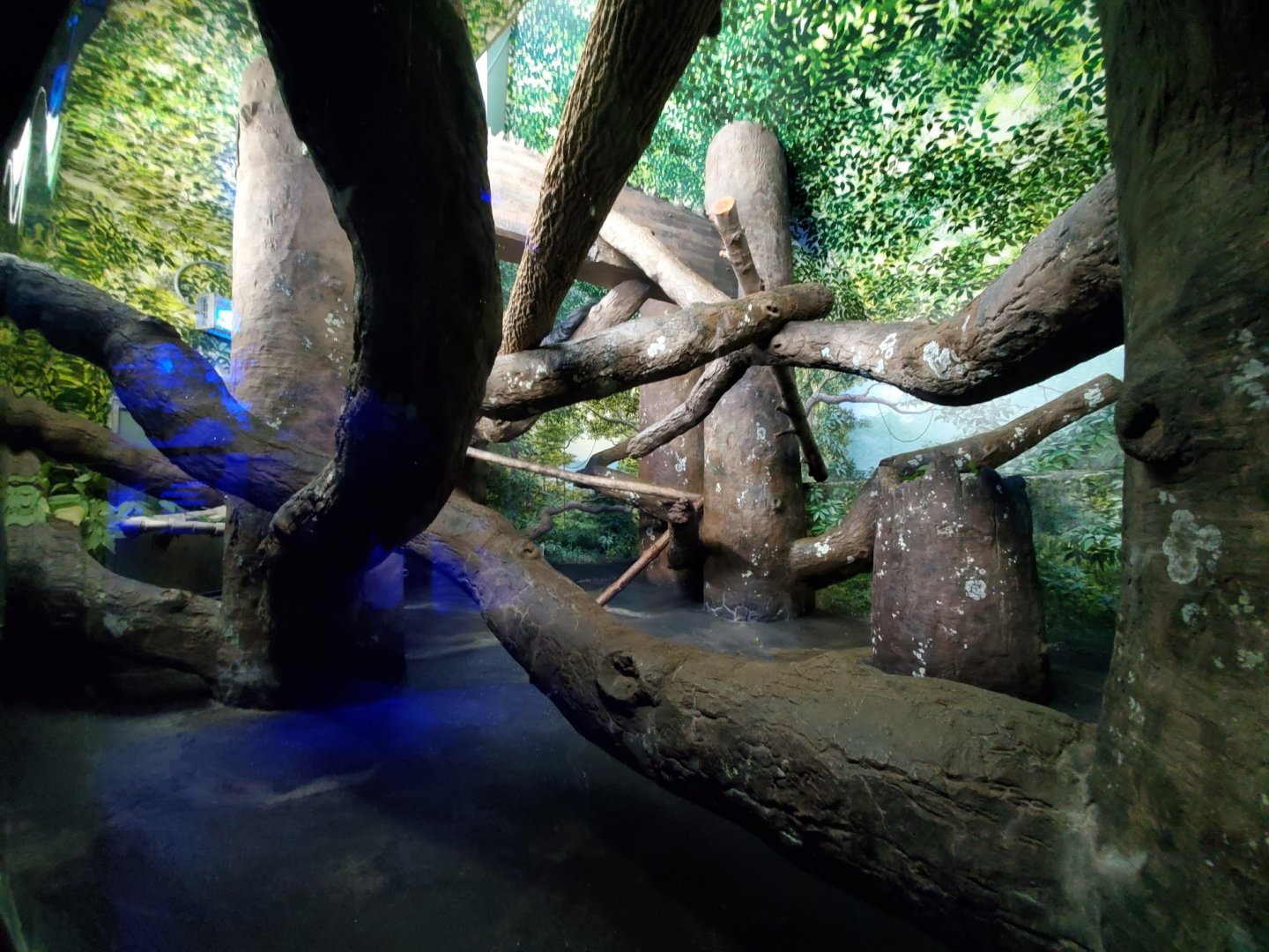 Aug. 2019 - Night Hunters - Bearcat Exhibit (Former Clouded Leopard)