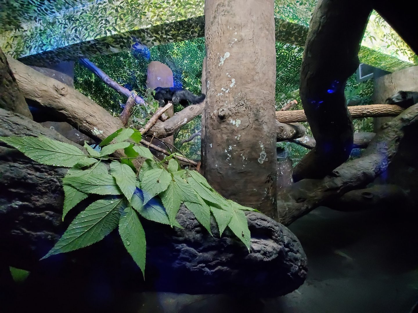Aug. 2019 - Night Hunters - Bearcat Exhibit (Former Clouded Leopard)