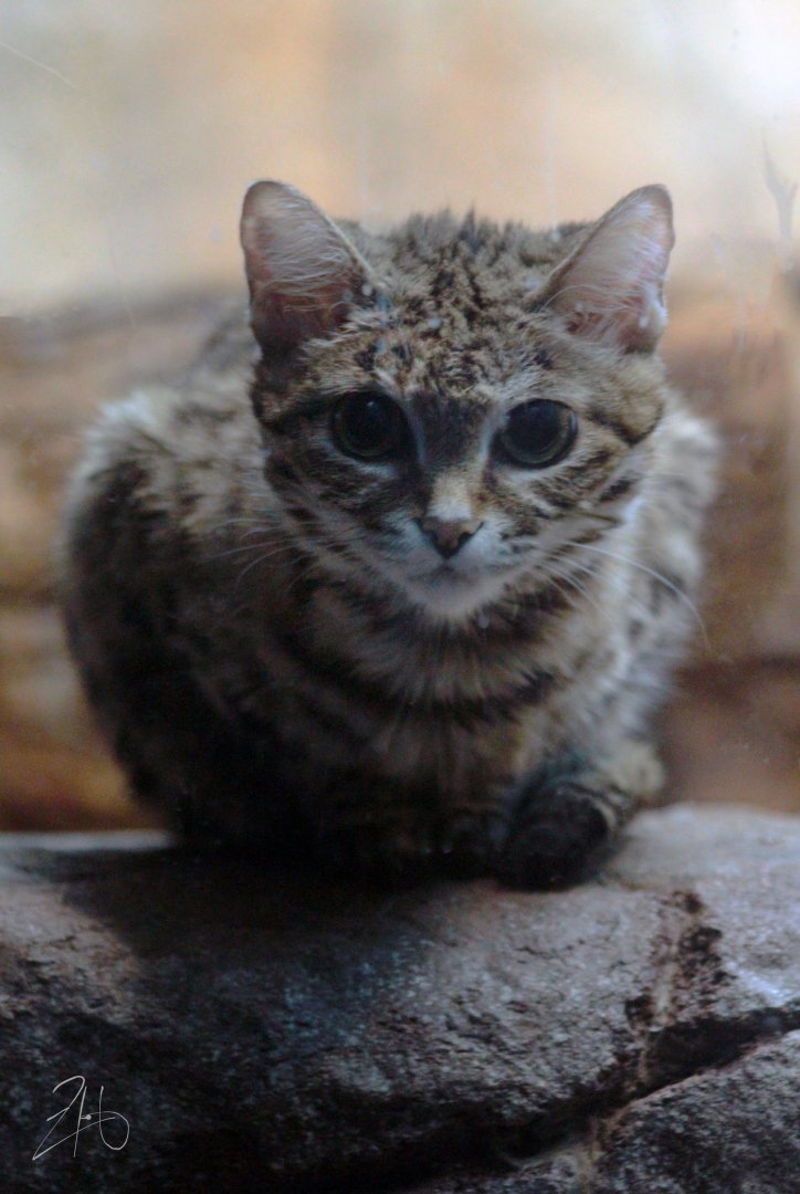 Aug. 2019 - Night Hunters - Black-footed Cat