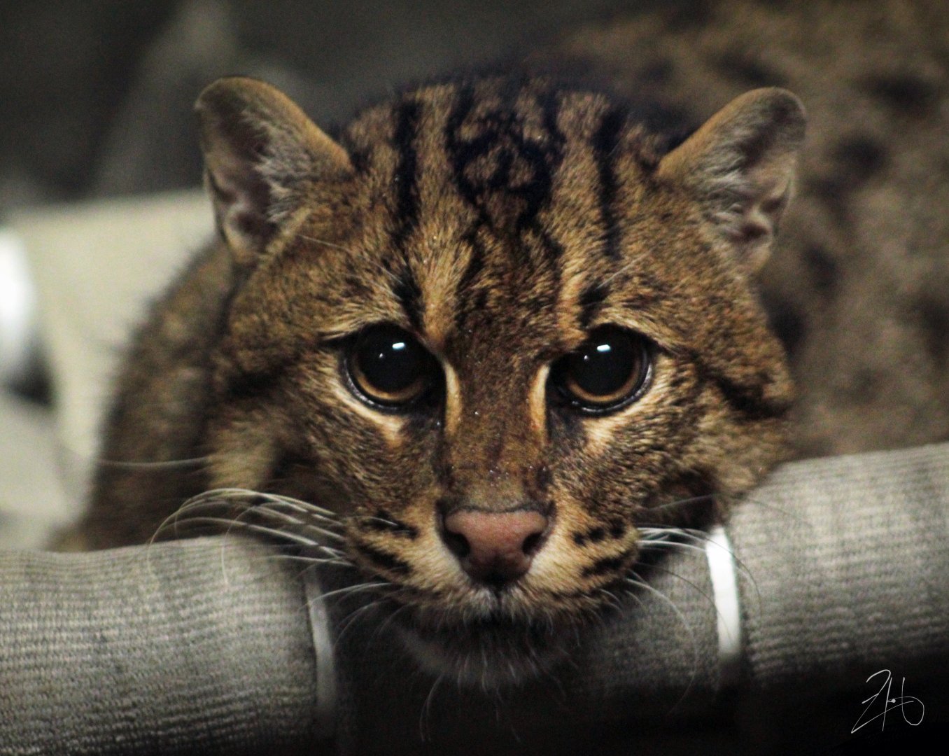 Aug. 2019 - Night Hunters - Fishing Cat