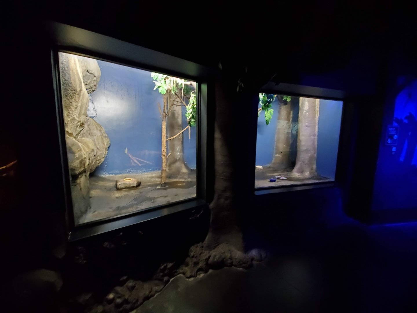 Aug. 2019 - Night Hunters (Lights On) - 2/3 of the Vampire Bat Exhibit