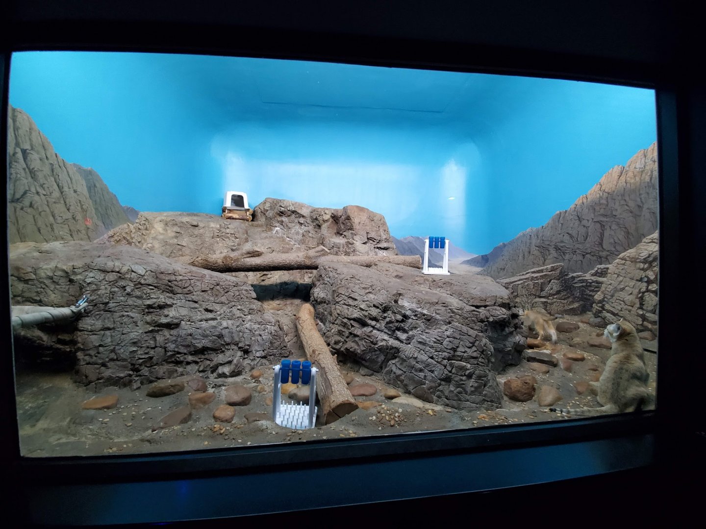 Aug. 2019 - Night Hunters (Lights On) - Arabian Sand Cat Exhibit