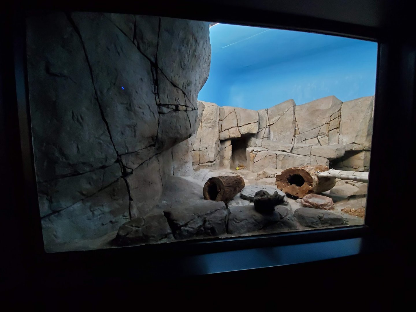 Aug. 2019 - Night Hunters (Lights On) - Black-footed Cat Exhibit