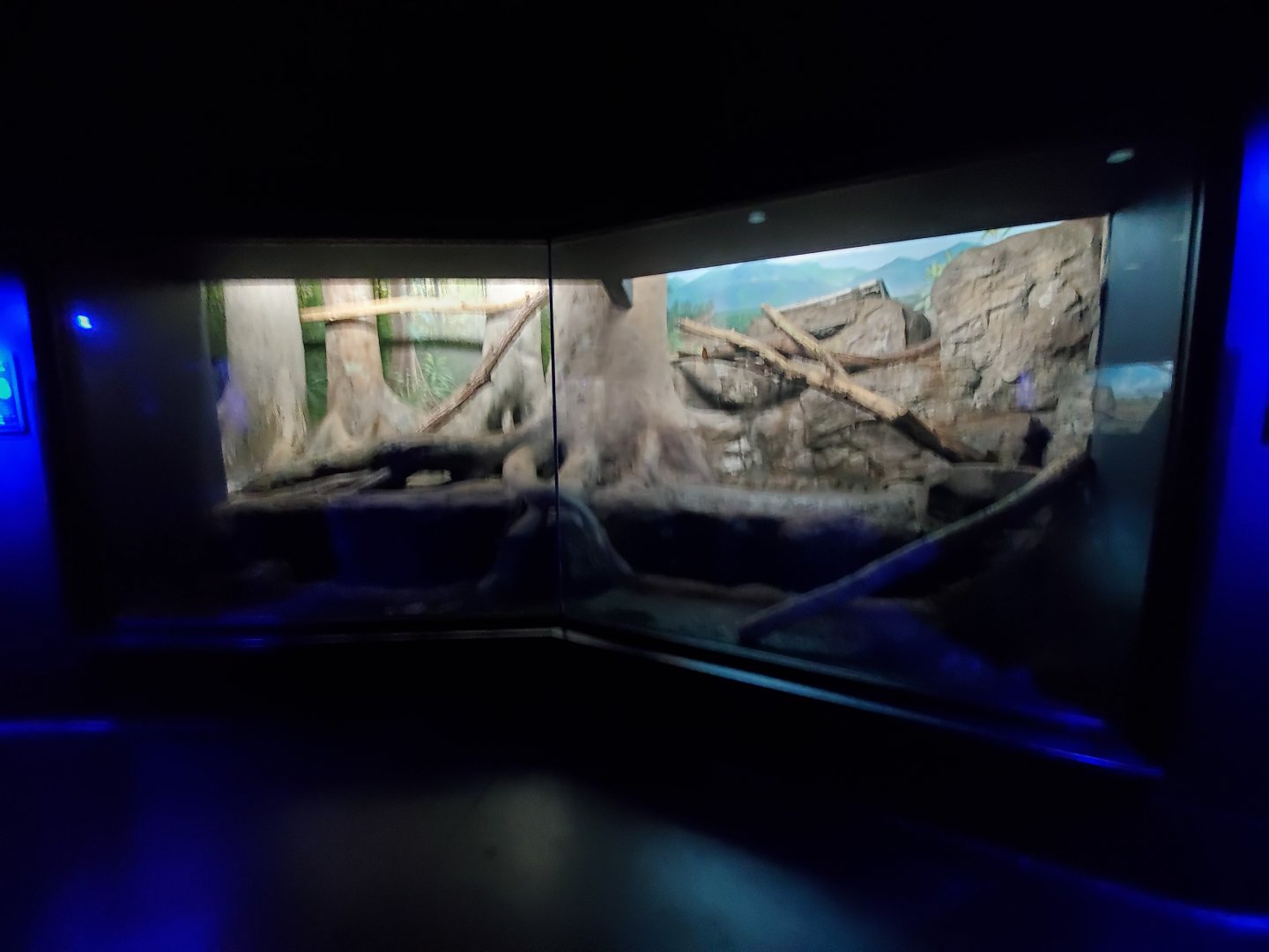 Aug. 2019 - Night Hunters (Lights On) - Clouded Leopard Exhibit (Former Bearcat)