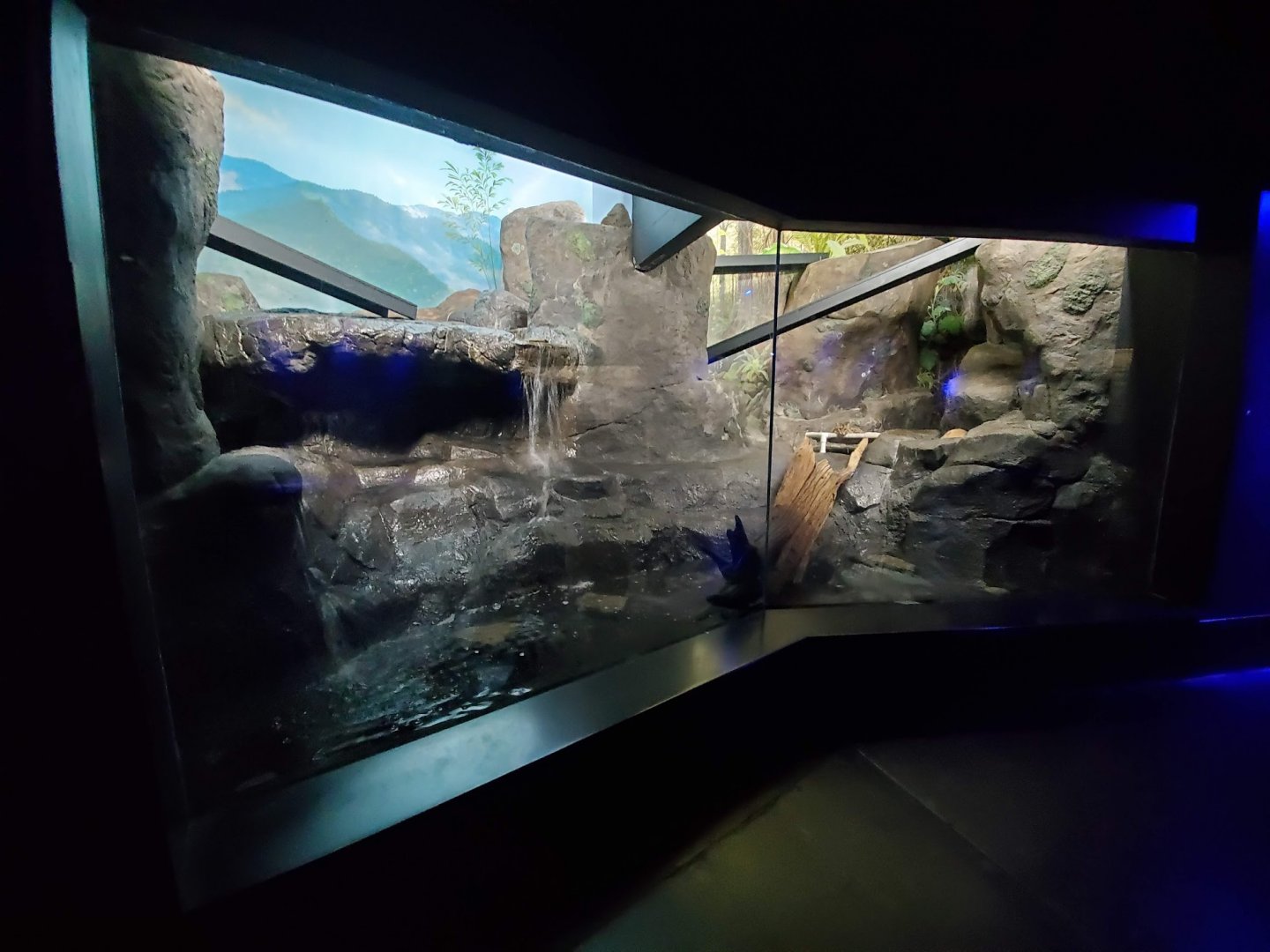 Aug. 2019 - Night Hunters (Lights On) - Fishing Cat Exhibit