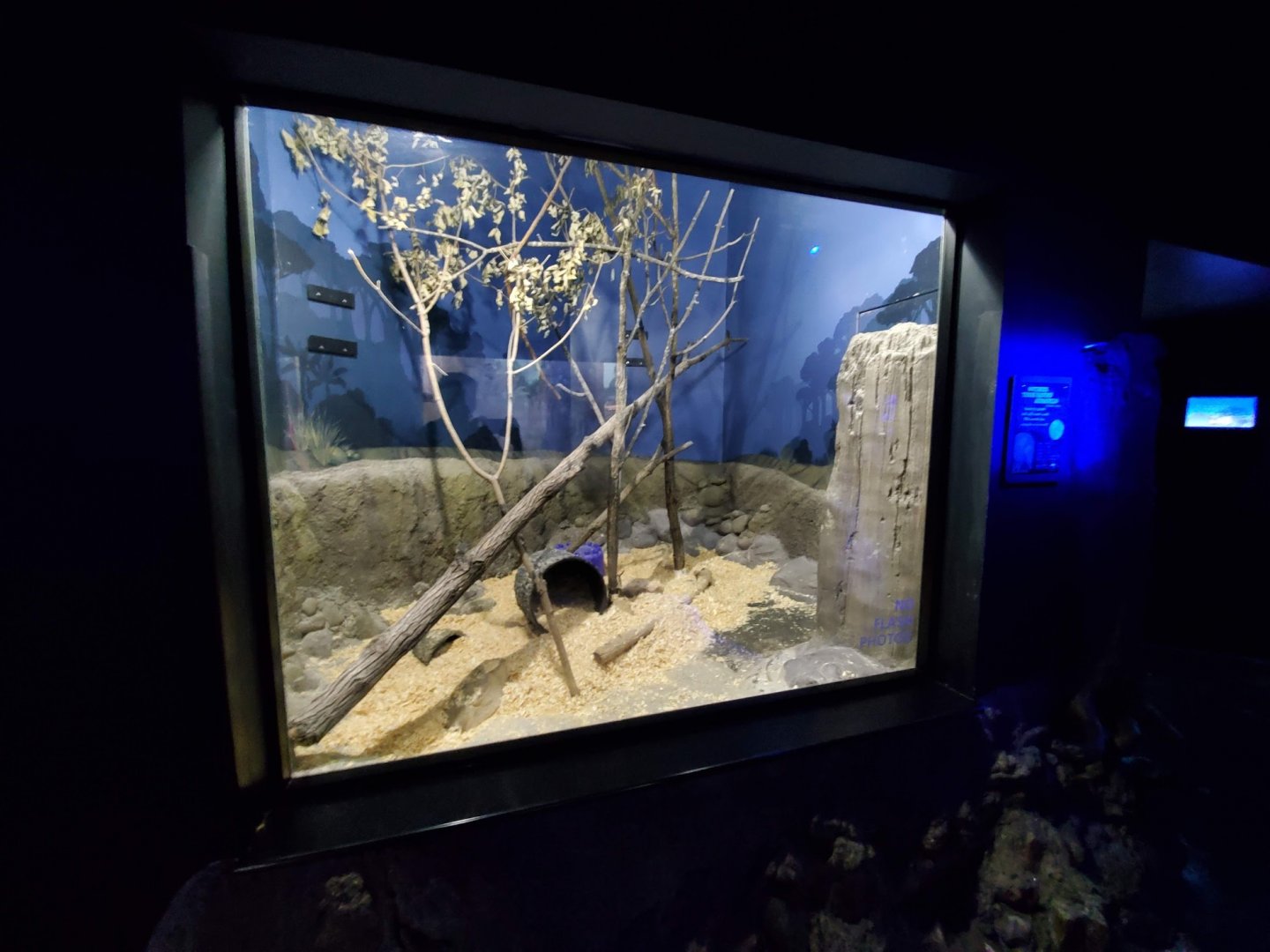 Aug. 2019 - Night Hunters (Lights On) - Southern Three-banded Armadillo Exhibit (Former Burmese Python)