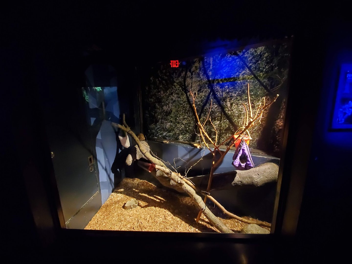 Aug. 2019 - Night Hunters - Right Potto Exhibit (Former Armadillo/Civet)