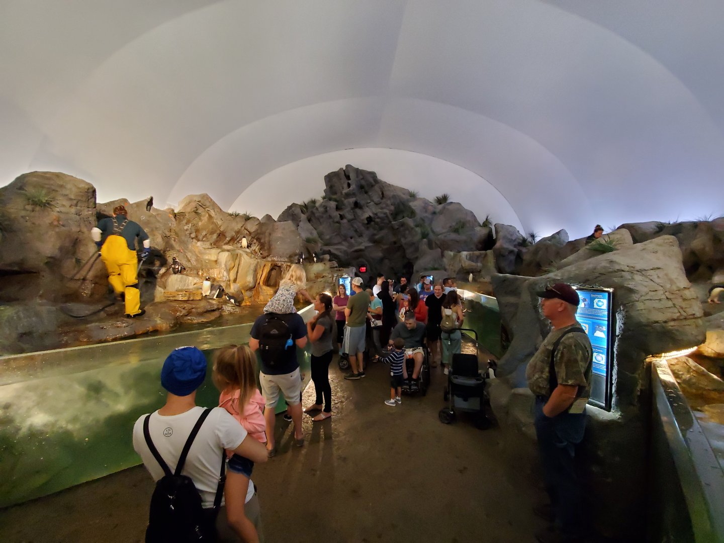 Aug. 2019 - Penguin & Puffin Coast - Penguin Cove