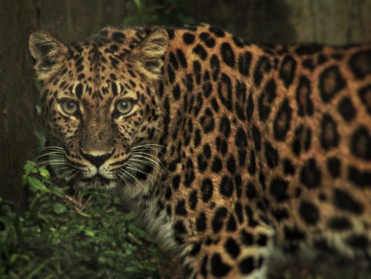 Aug. 2019 - Red Rocks - Big Cat Country - Amur Leopard