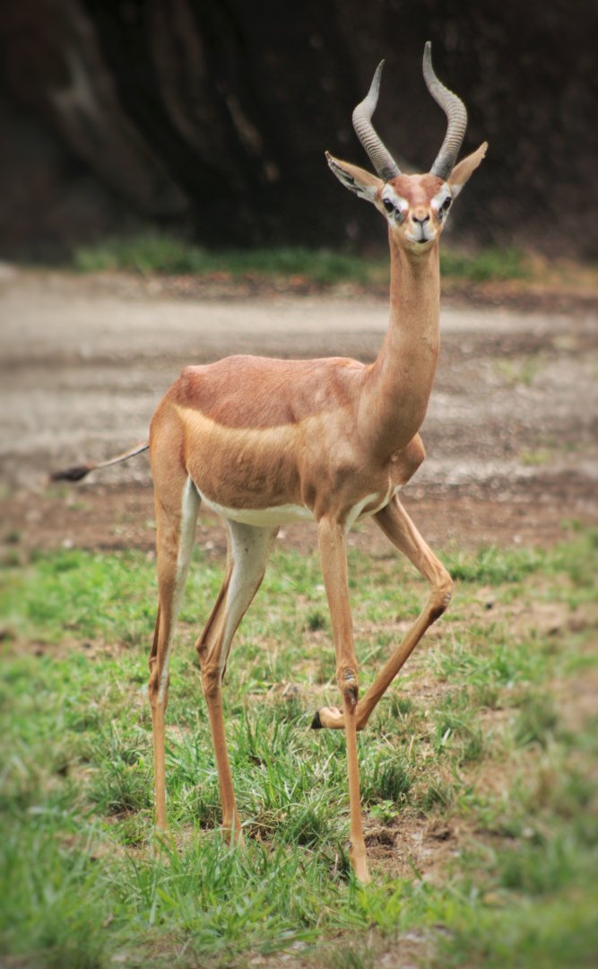 Aug. 2019 - Red Rocks - Hoofstock Yards - Gerenuk