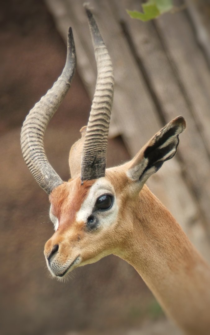 Aug. 2019 - Red Rocks - Hoofstock Yards - Gerenuk