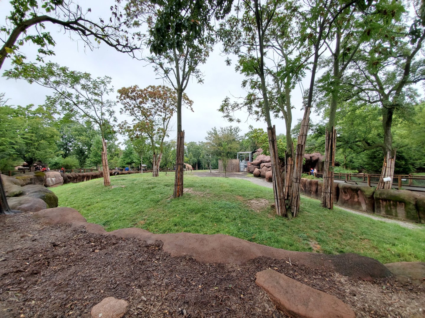 Aug. 2019 - Red Rocks - Hoofstock Yards - Reticulated Giraffe/Gerenuk/Ostrich Exhibit