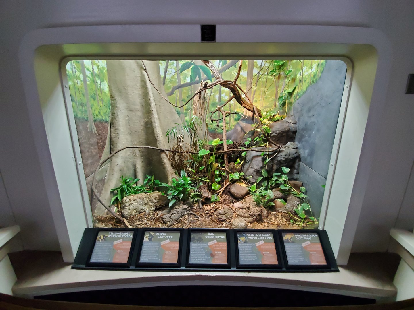 Aug. 2019 - Reptile House - Boa Constrictor/Poison Dart Frog Exhibit