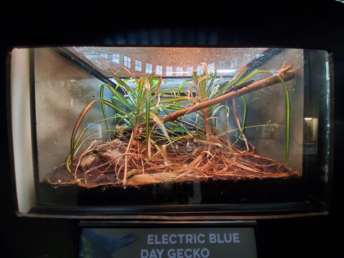Aug. 2019 - Reptile House - Electric Blue Day Gecko Exhibit