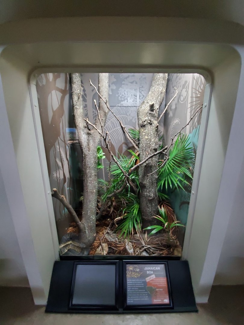 Aug. 2019 - Reptile House - Jamaican Boa Exhibit