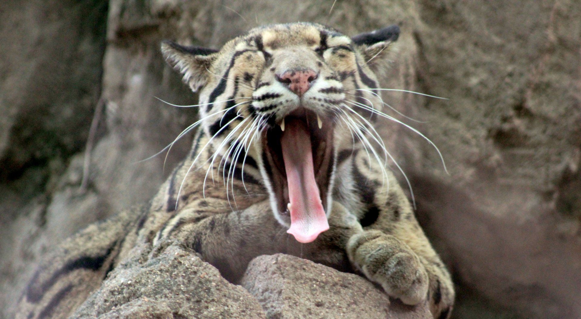 Aug. 2019 - Small Cats - Clouded Leopard