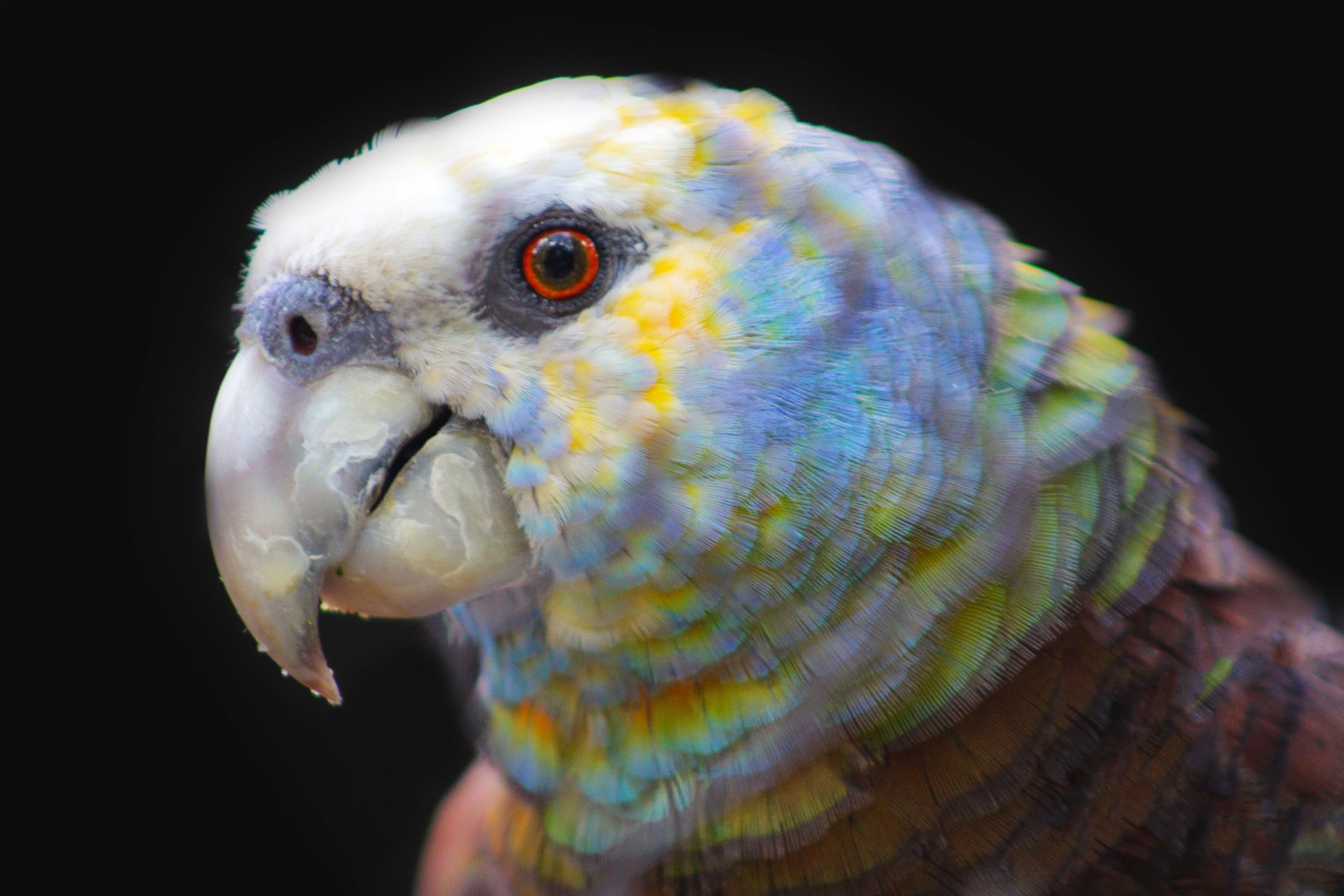 Aug. 2019 - Tropical Bird House - Outdoor Aviaries - St. Vincent Amazon Parrot